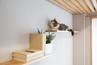 獣医師監修！猫と暮らすリノベーション個別相談会【渋谷ショールーム開催】
